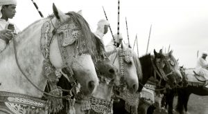 cavalli per la tbourida a Marrakech